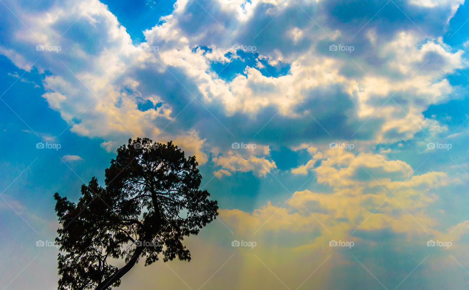 Tree top against blue sky. Background concept. Autumn trees tops on the background of blue sky. Winter trees in sunny winter forest. The trunks and branches of winter trees.