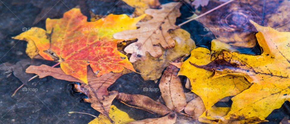Wet and Wild Colorful Fallen Leafs and Water