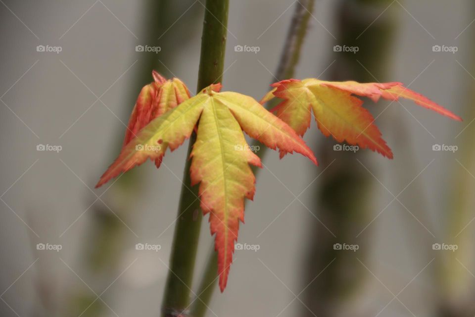 red maple tree in autumn