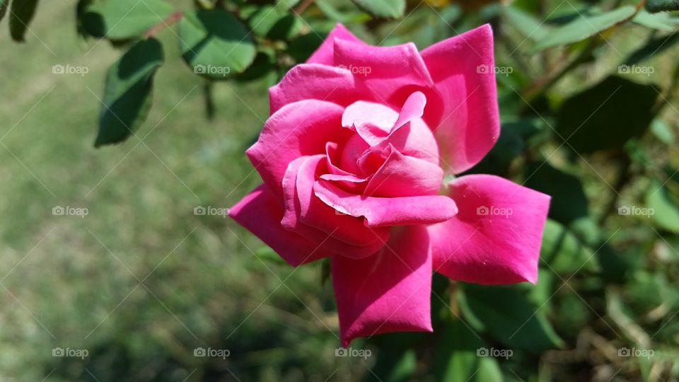 Pink Rose. One of my own personal roses from my home