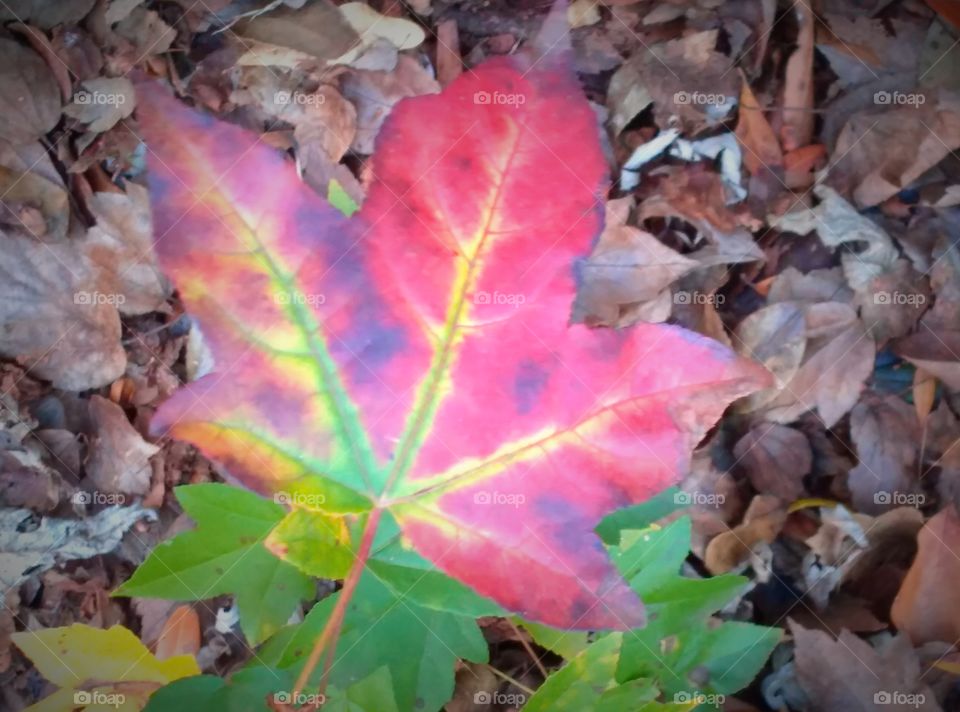 Colorful fall leaf