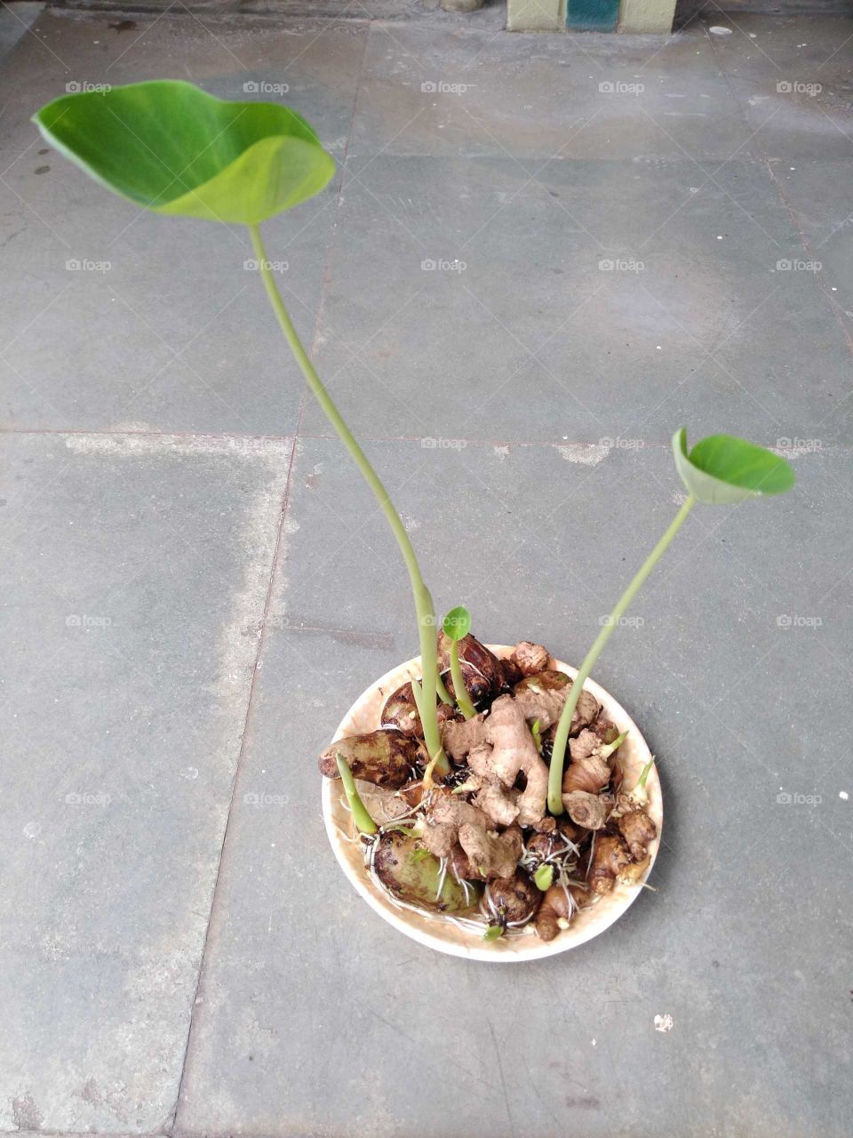root vegetables rooting in a plate of water
