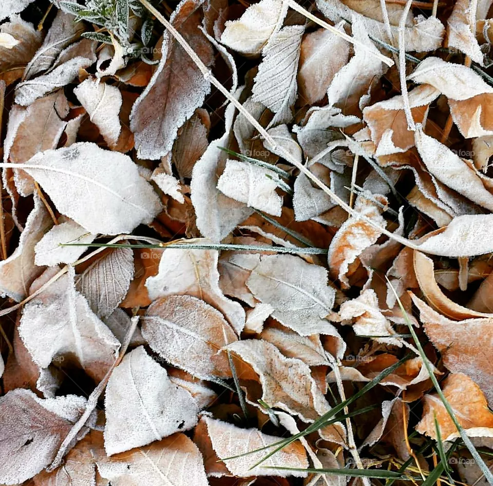 Leaves