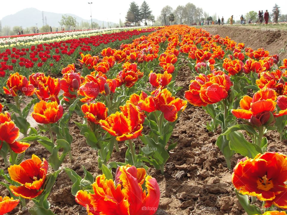 Tulip Garden- Kashmir 