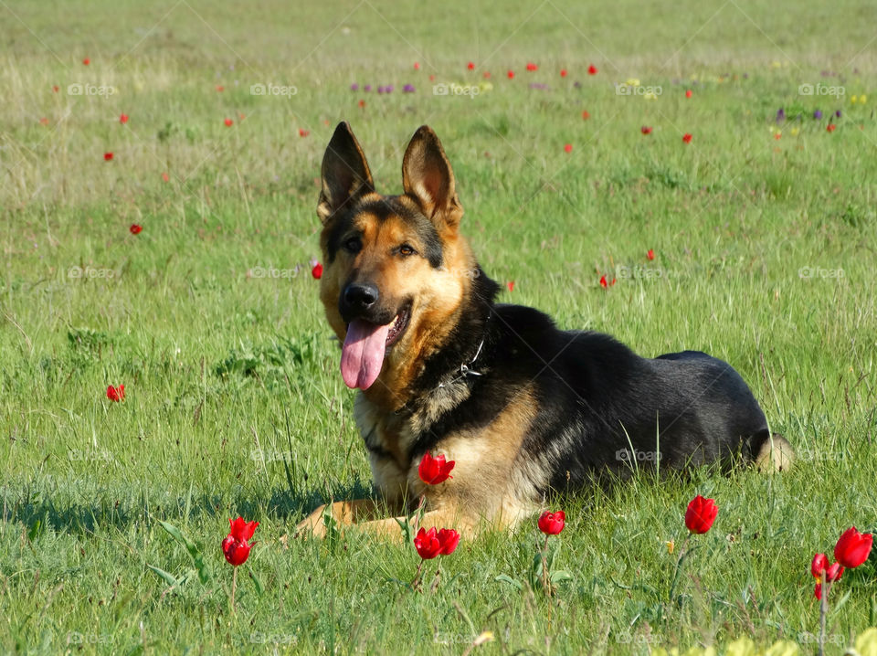 Shepherd dog