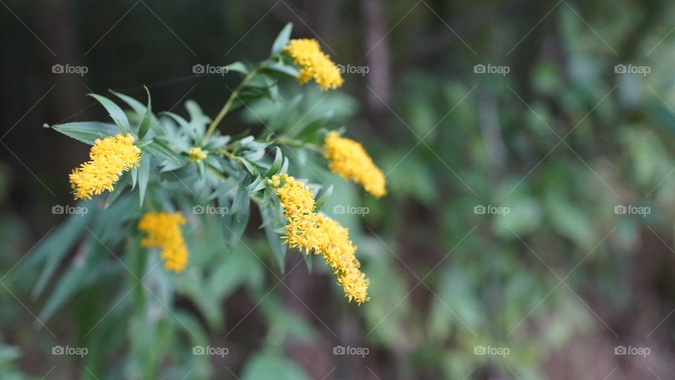 Yellow Flowers