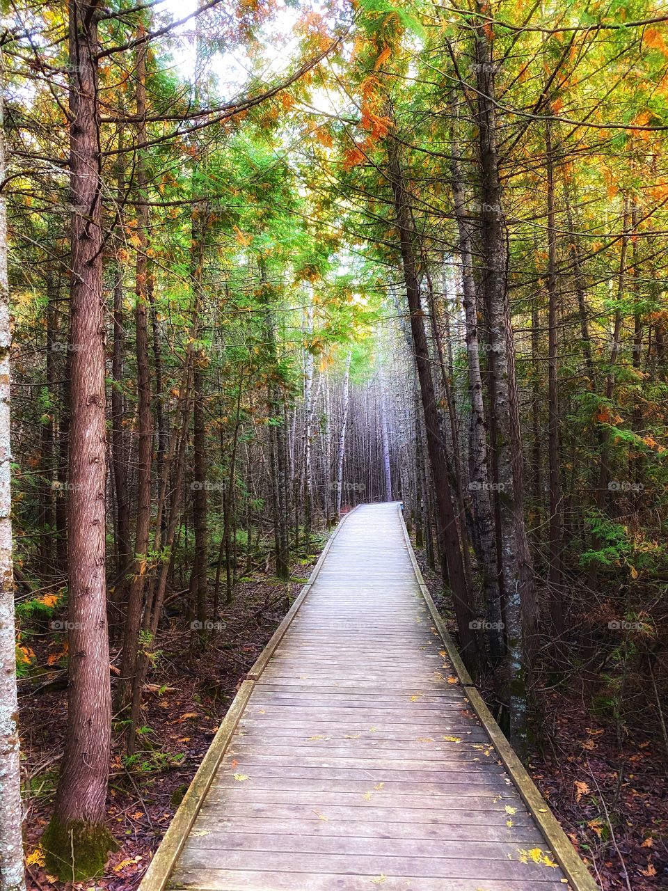 Nature trail