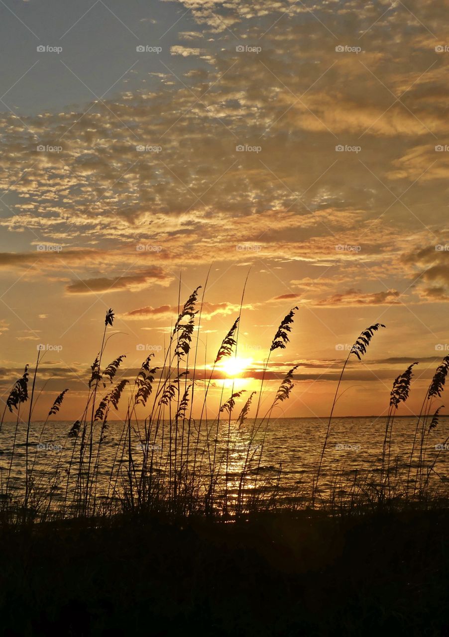 Magnificent sky at sunset and silhouette of sea oats 