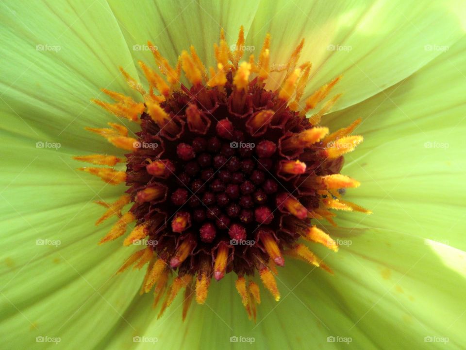 Dahlia bright and cheerful