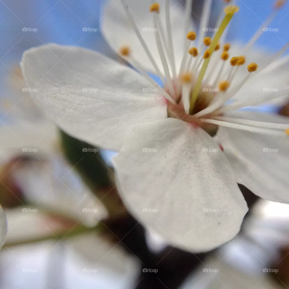 Nature