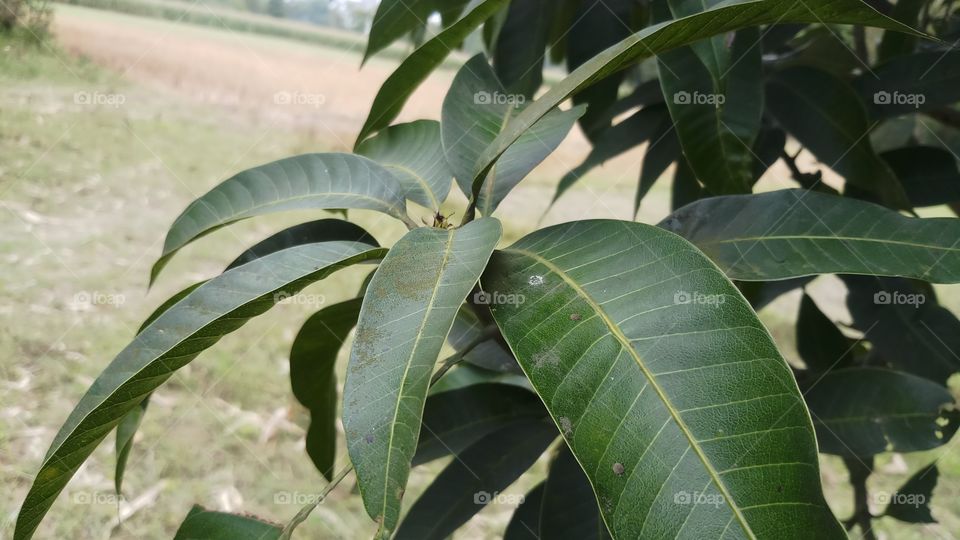 Mango leaves