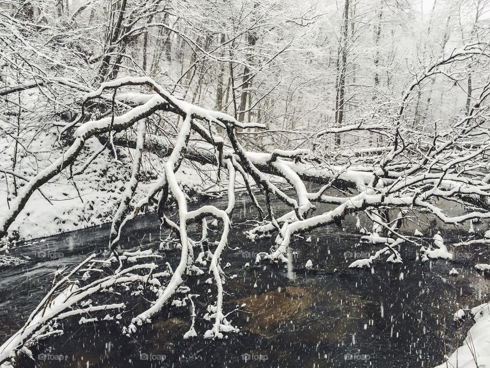 Winter, Snow, Wood, Cold, Frost