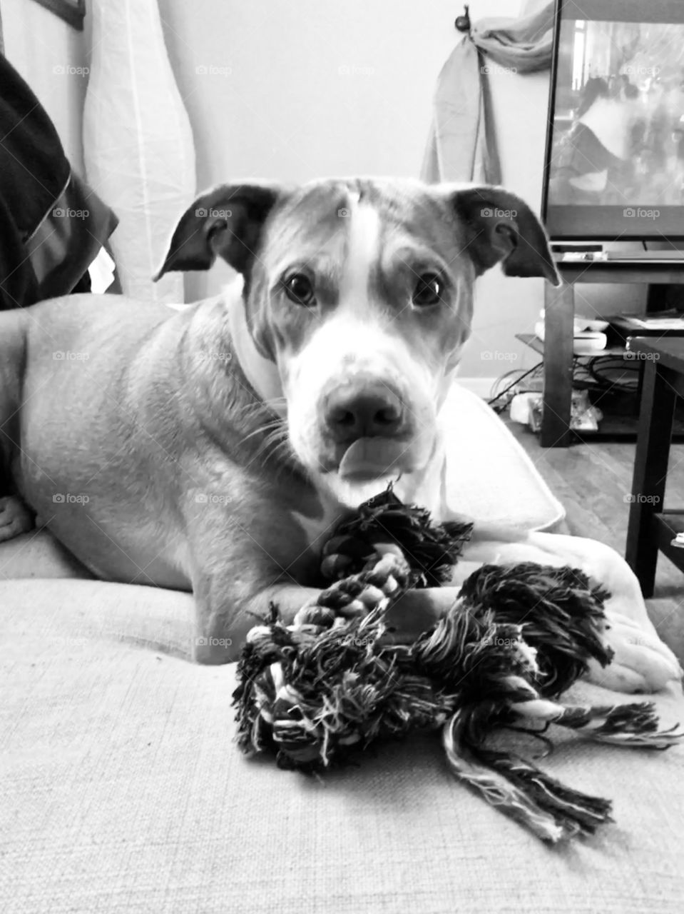 Beautiful rescue pitbull playing with rope