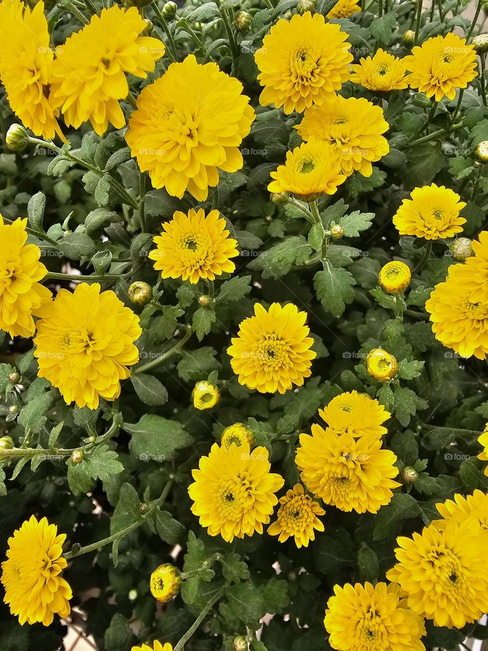 "Yellow garden beauties." Chrysanthemums in bloom. Yellow flowers against a green, lush foliage. These invoke a feeling of happiness, friendship, and well-being.