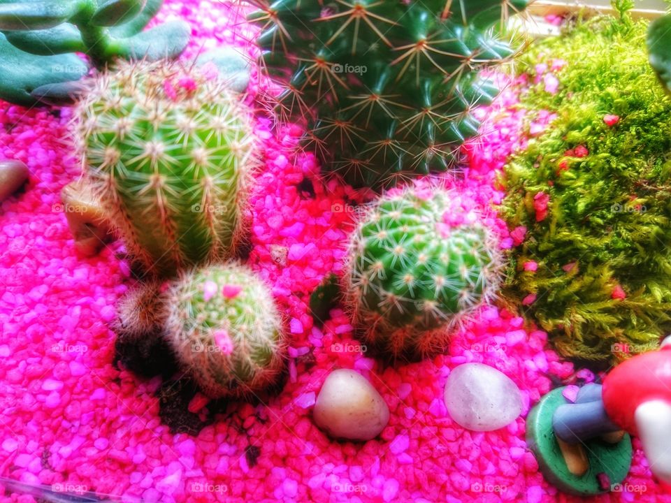 cactus garden