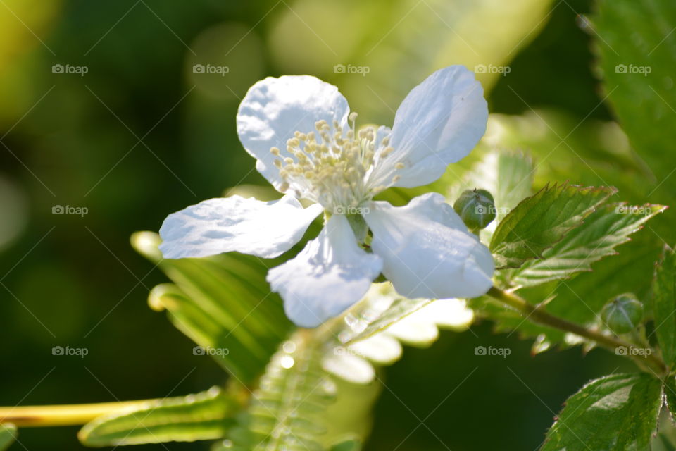 White flower blossom 