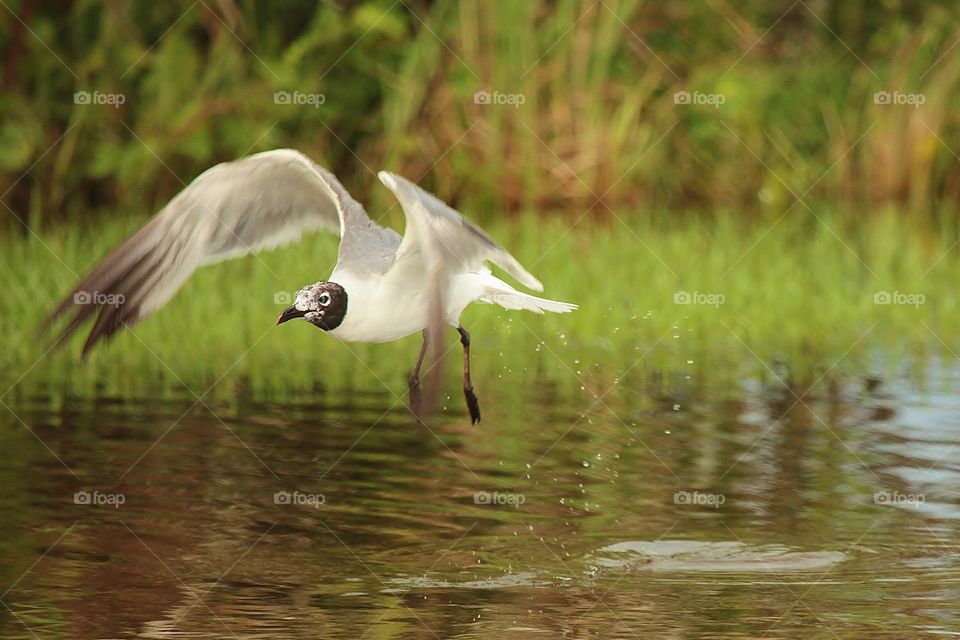 Flying Seagull. Honeymoon Island State Park Florida