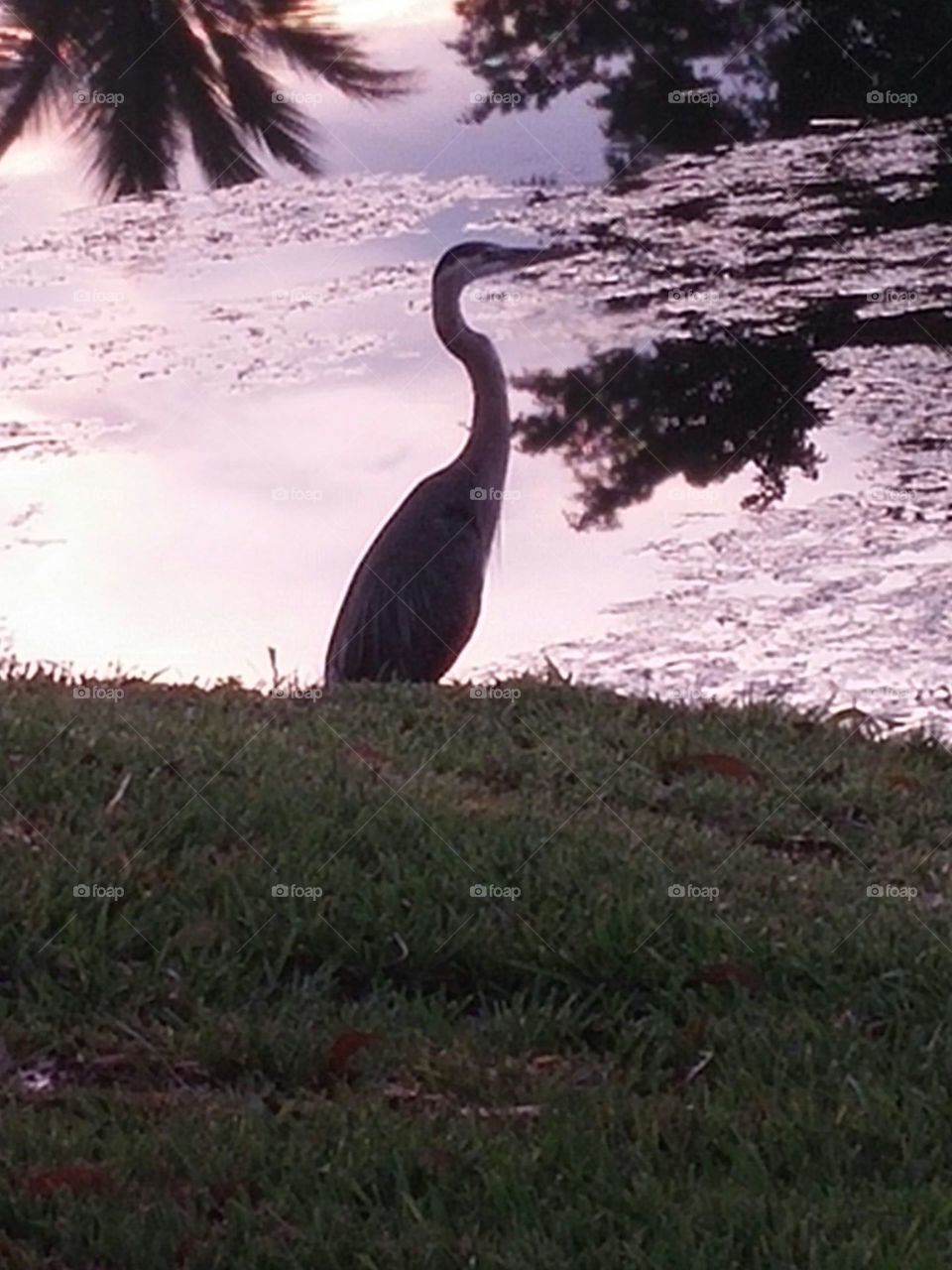 Egret at Dusk. this ether  stood just outside my house
 overlooking the canal waiting for a fish