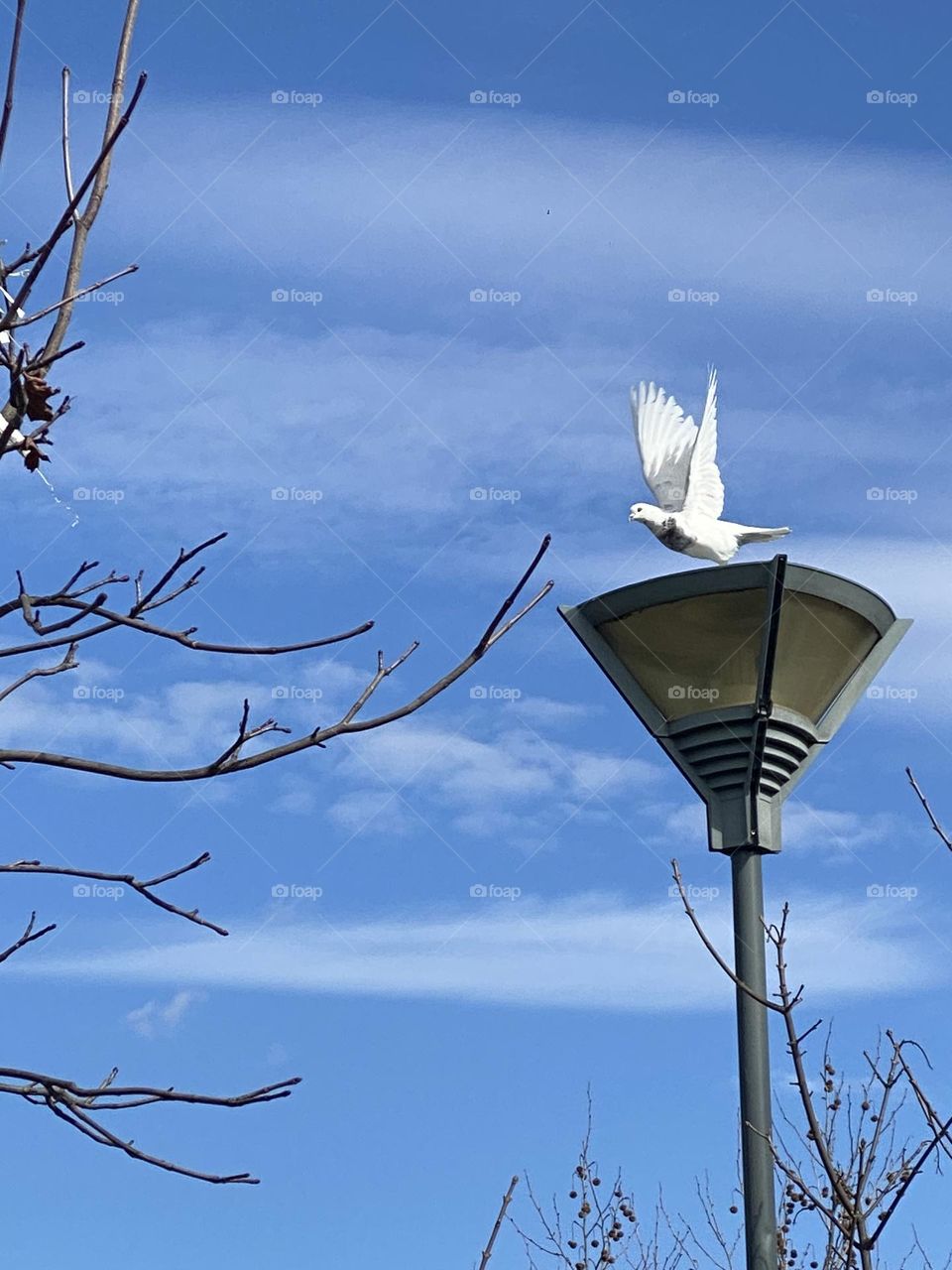 Flying bird against blue sky 