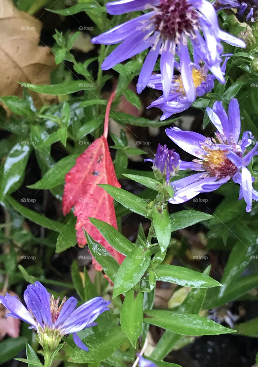 A lone red leaf hides behind beautiful purple flowers and their green stems right after a fall rain shower. 