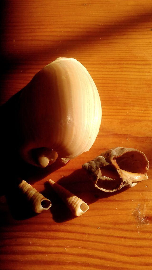 sea shell