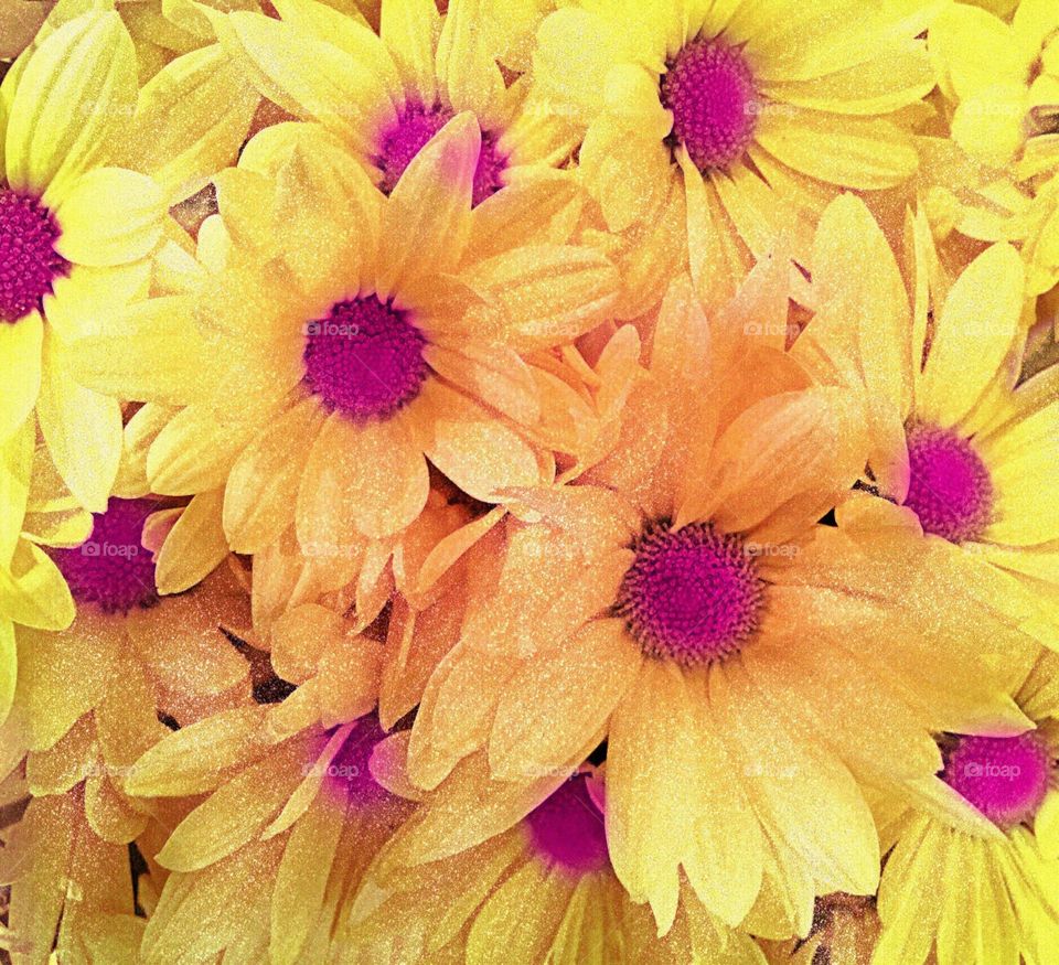 Yellow Daisies
