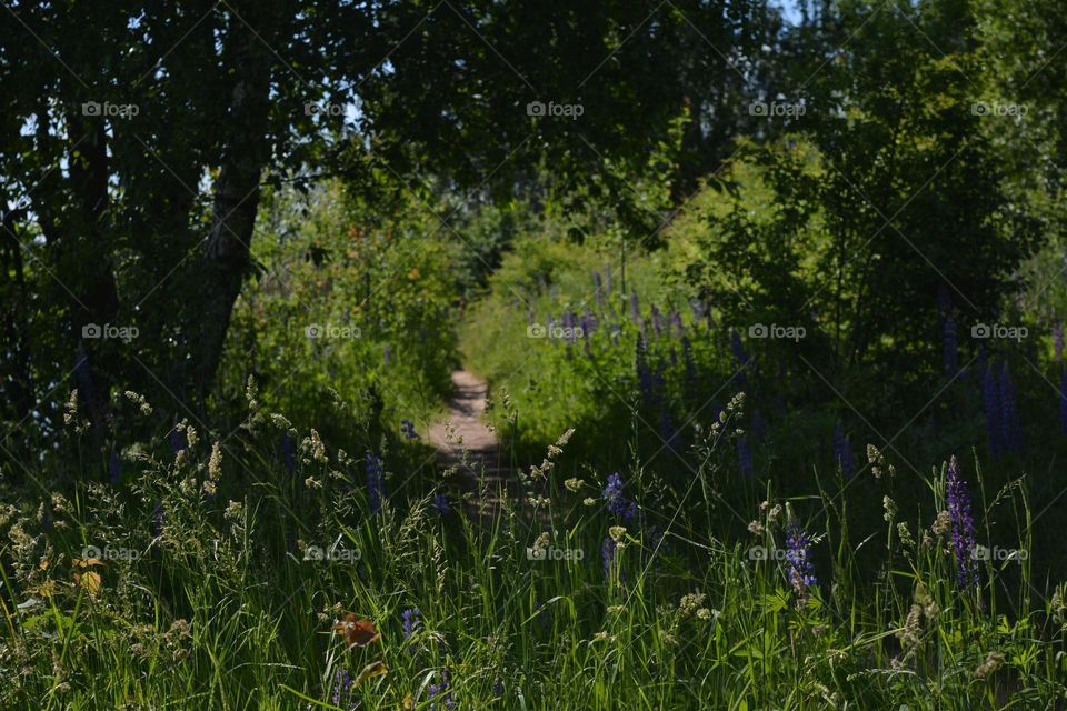 summer nature landscape view from the ground