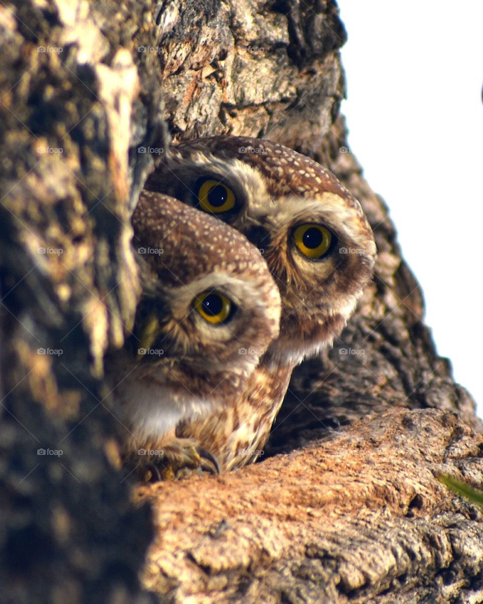 An Indian owlet with her young one captured in utmost grace looking straight into the camera and unleashing her firey eyes