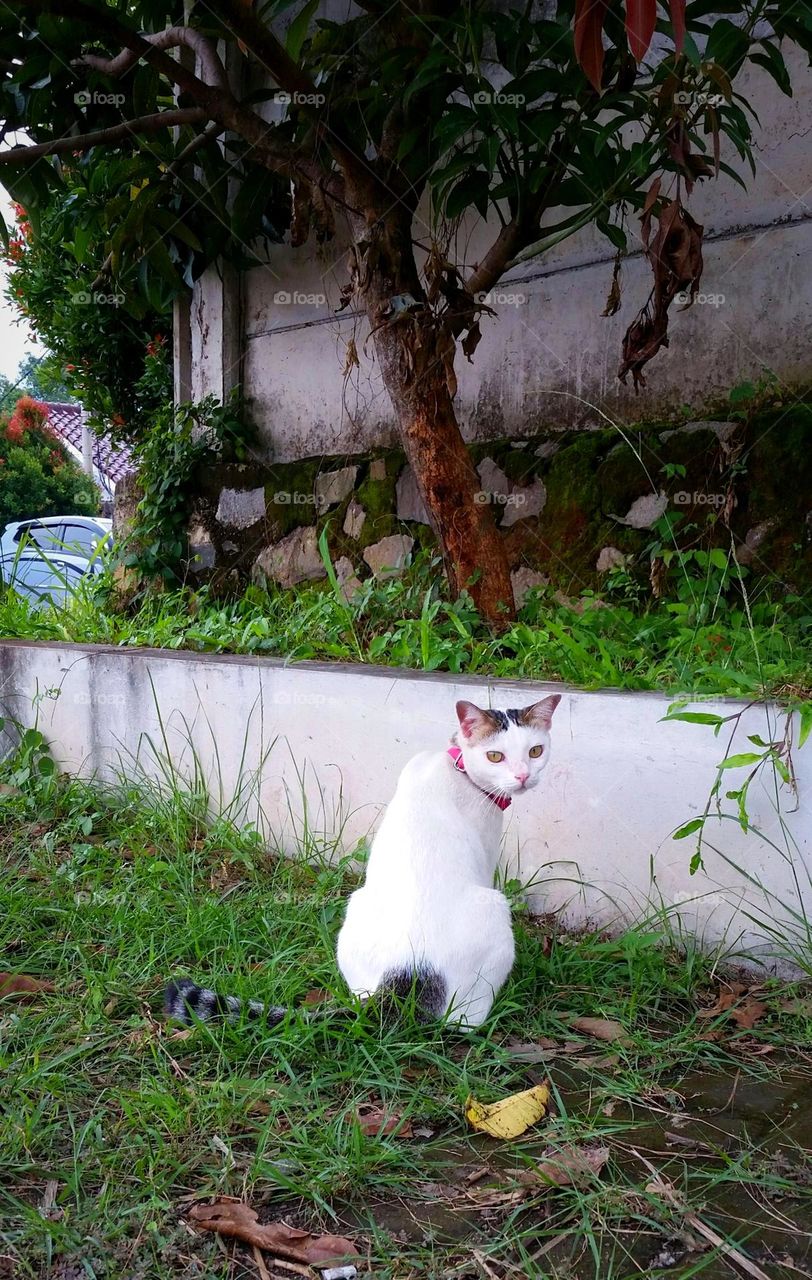 Cat look over her shoulder starred right to my phone camera...so pretty...