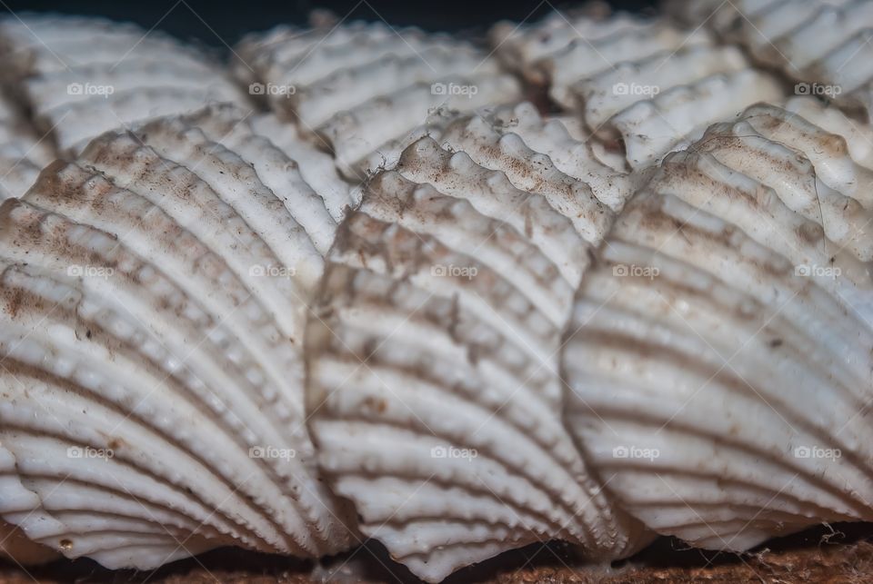 sea shells 