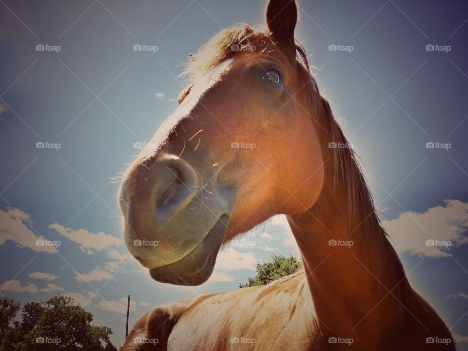 Looking Up at a Sorrel Horse  with a Blue Sky and Clouds