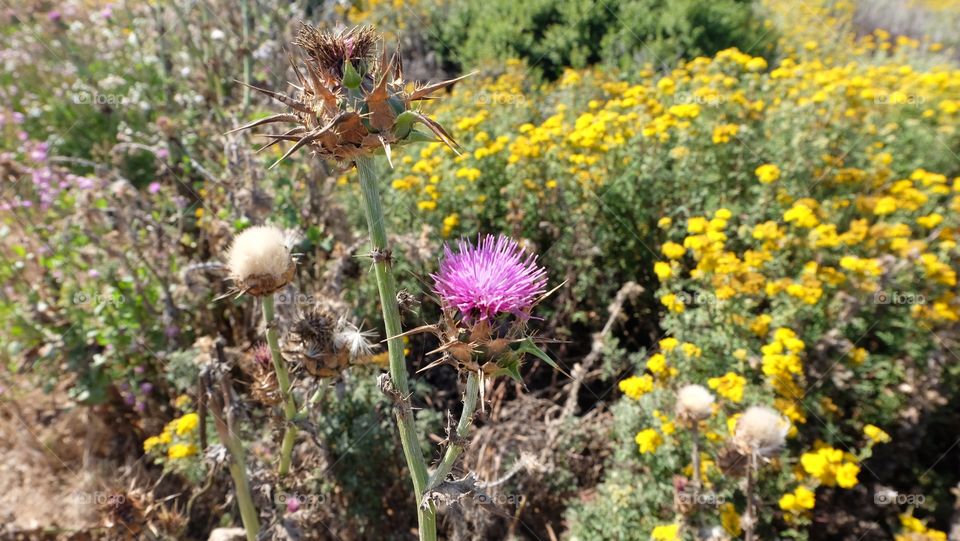Pink thistle with yellow wildflowers in the background