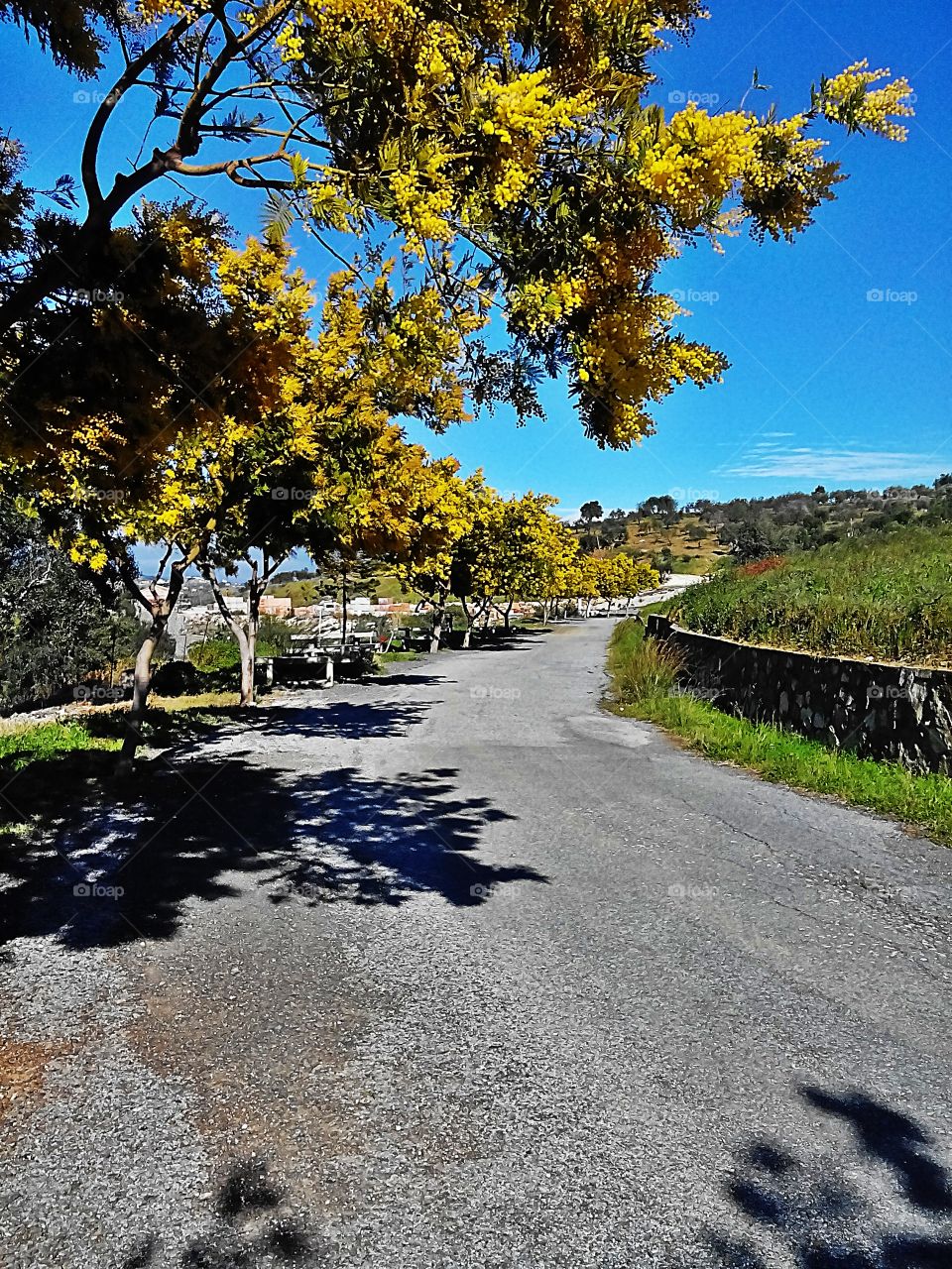 Blossoming mimosa trees, Tolox,  Andalucia . Blossoming mimosa trees,  Tolox, Andalucia 