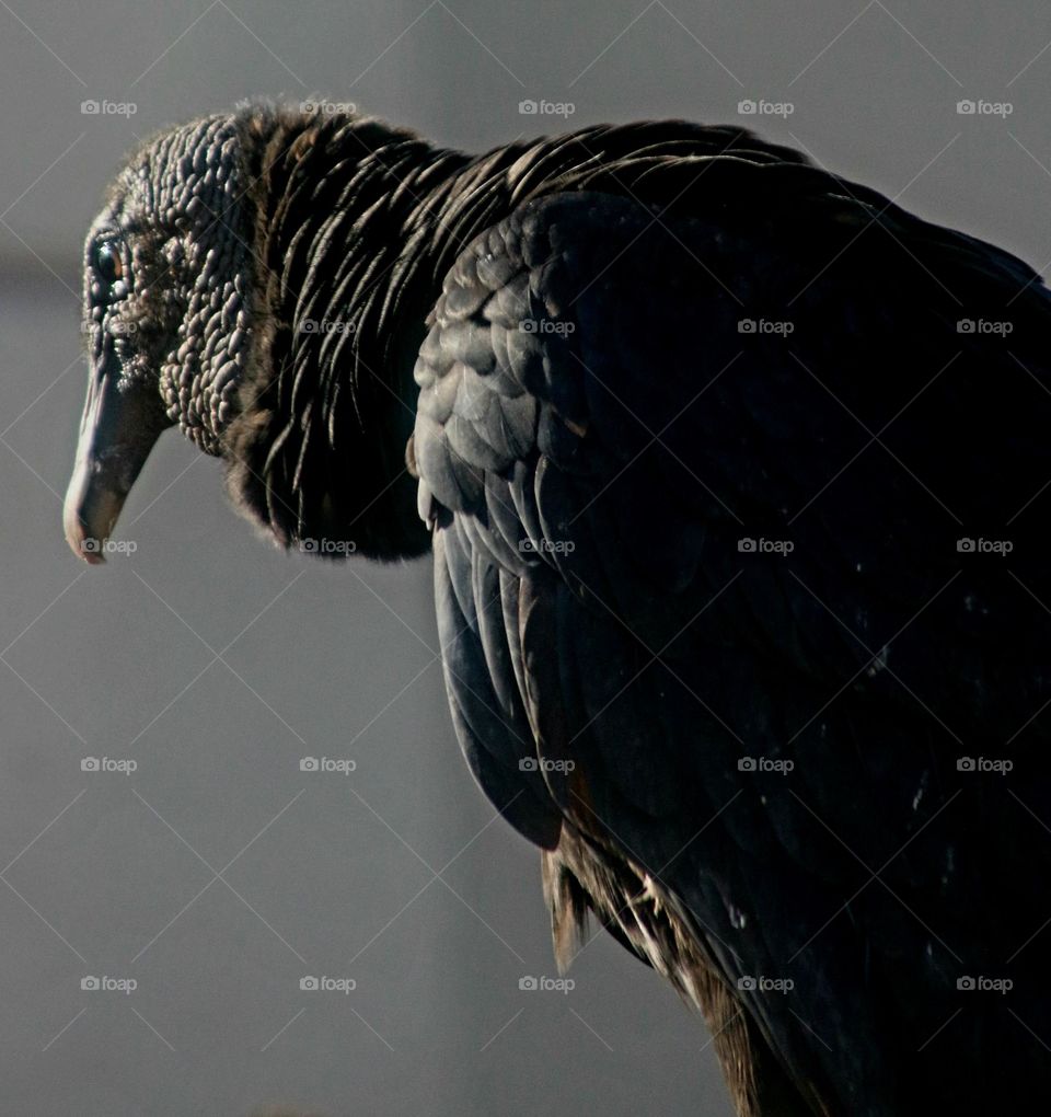 Profile of Vulture in Arizona