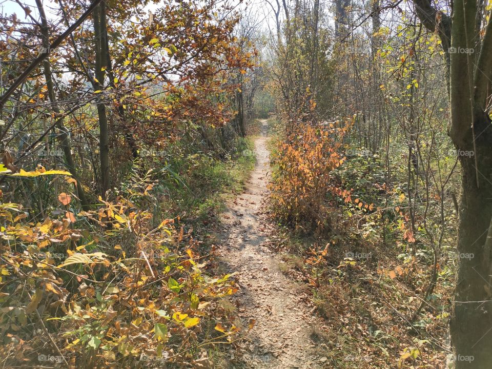 Carska bara Nature Wildlife Reserve path trough dense vegetation