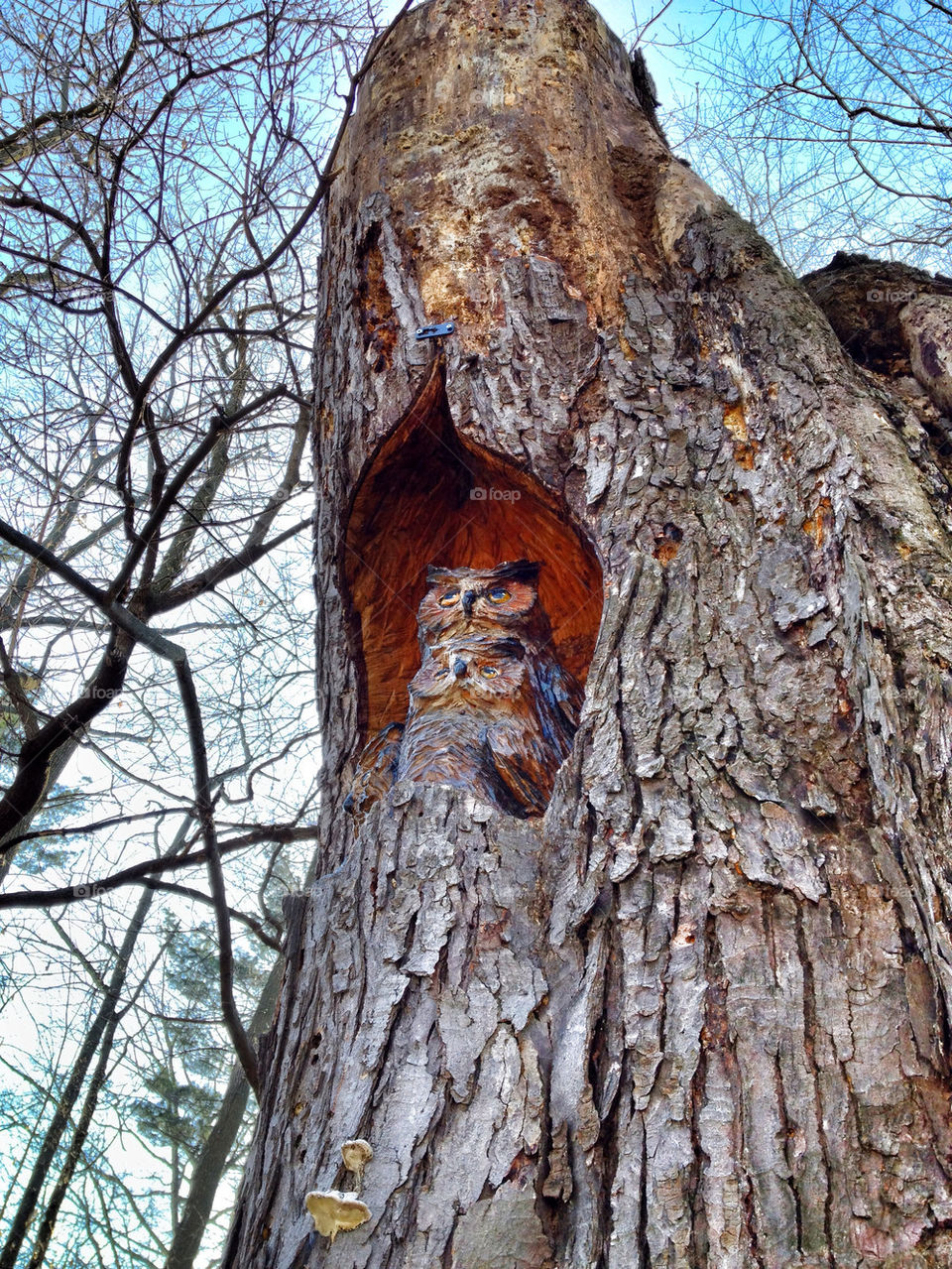 Low angle view of owl art in tree