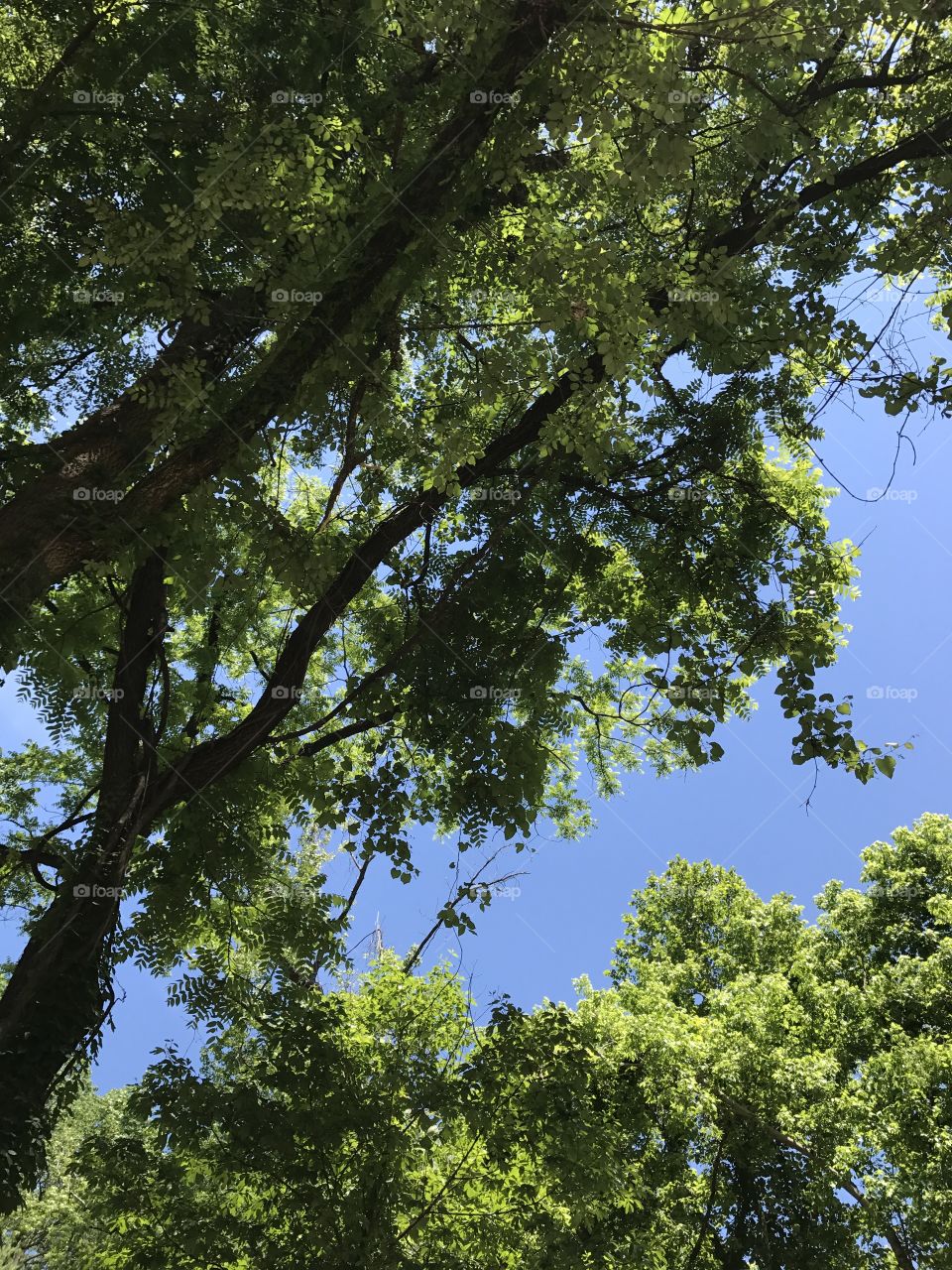 Blue sky- green trees