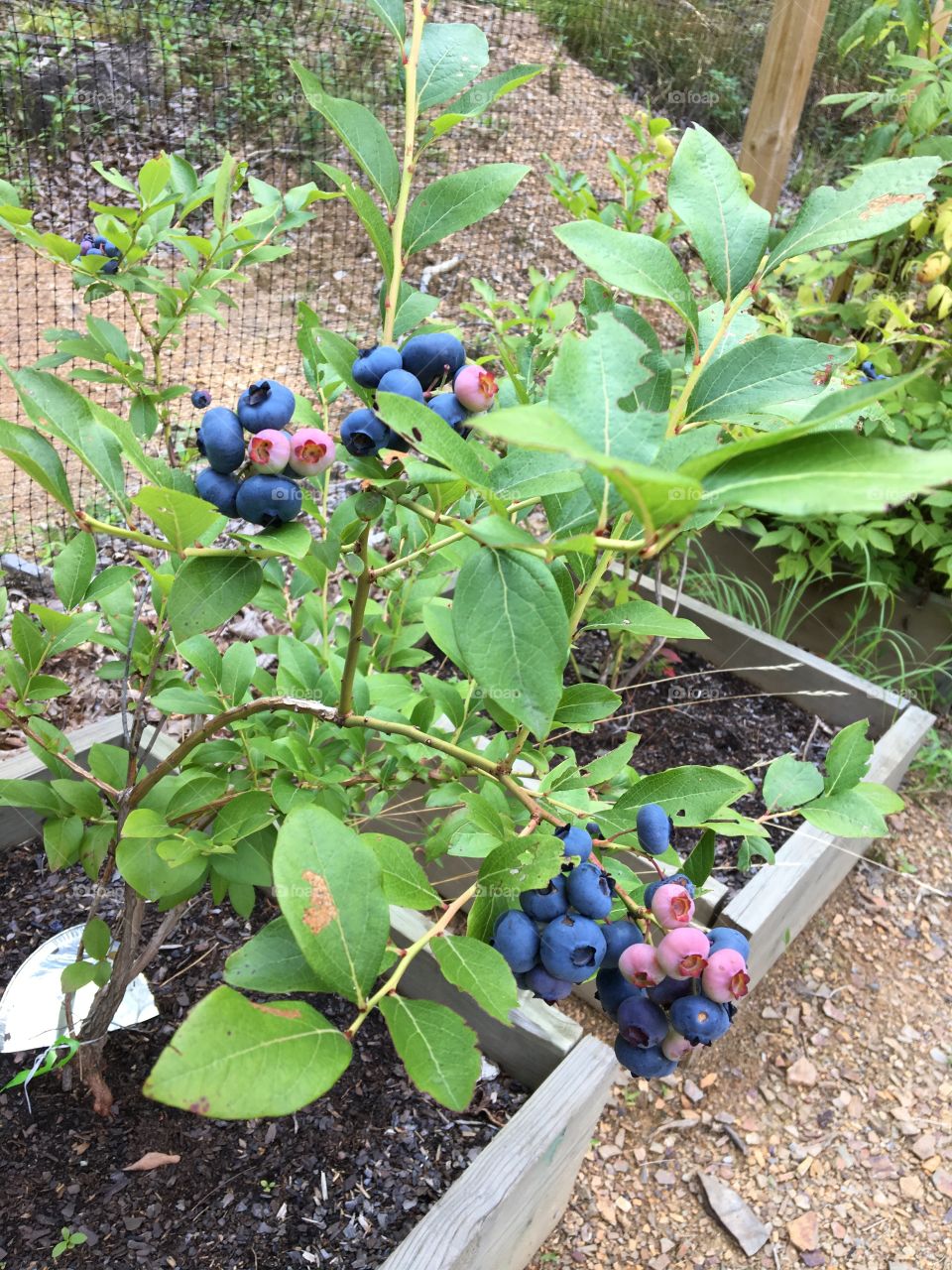 Blueberries in the garden 