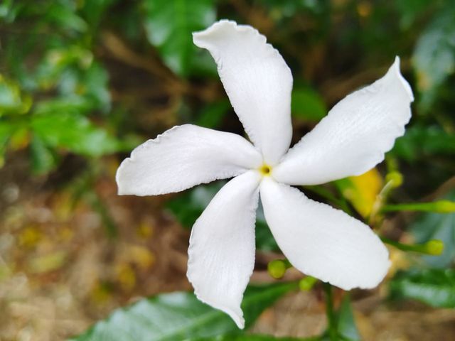 single white flower