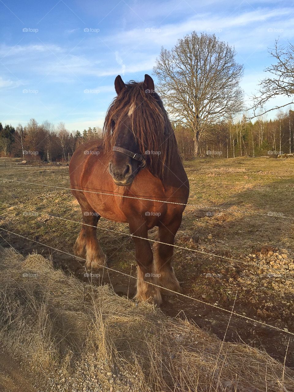 Horse in a pasture