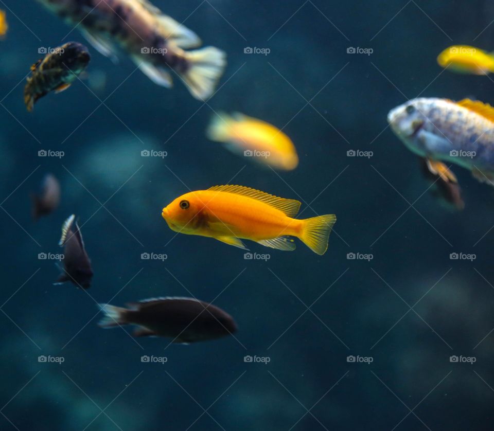 Underwater, Fish, Aquarium, Swimming, Coral