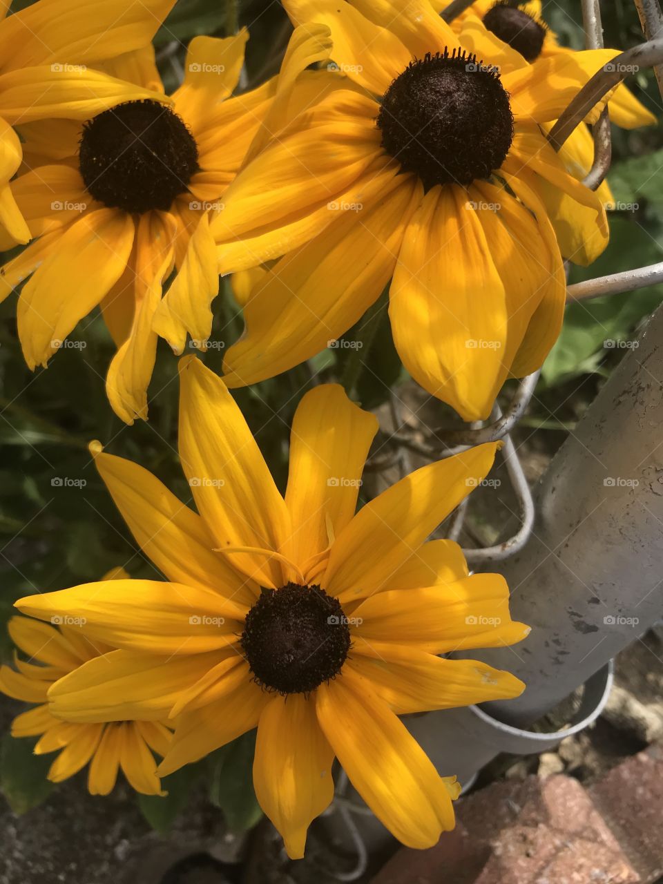 Summer yellow flowers