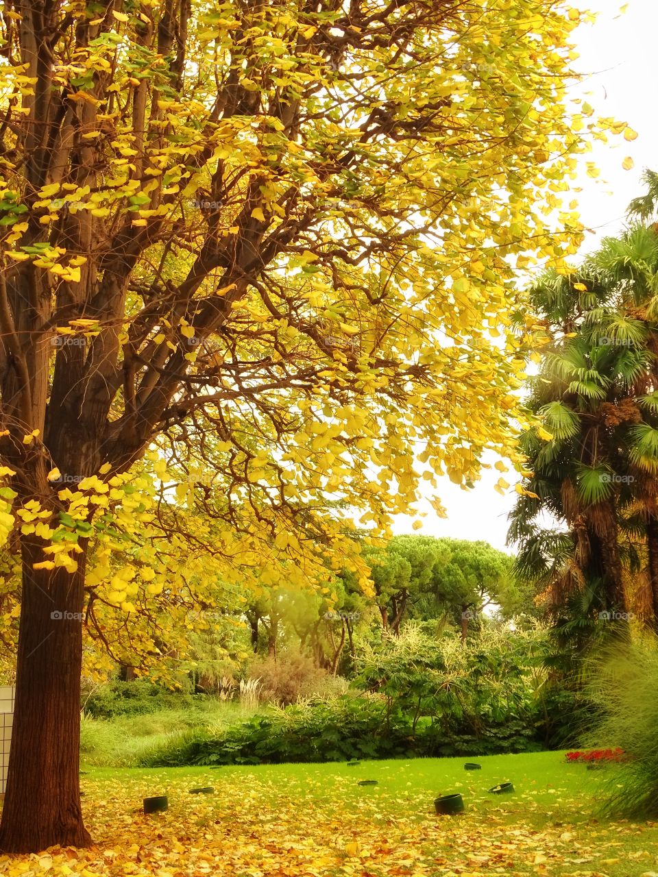 The leaves of autumn