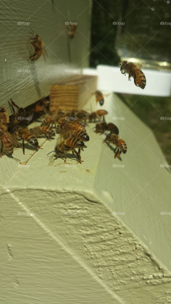 Beehive. the daily goings on