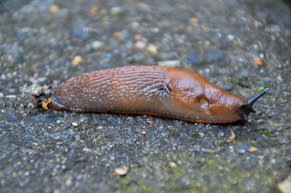 Slug On The Ground