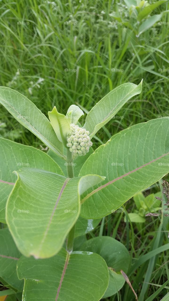 wild flower of the prairie. heading northwest across the Dells