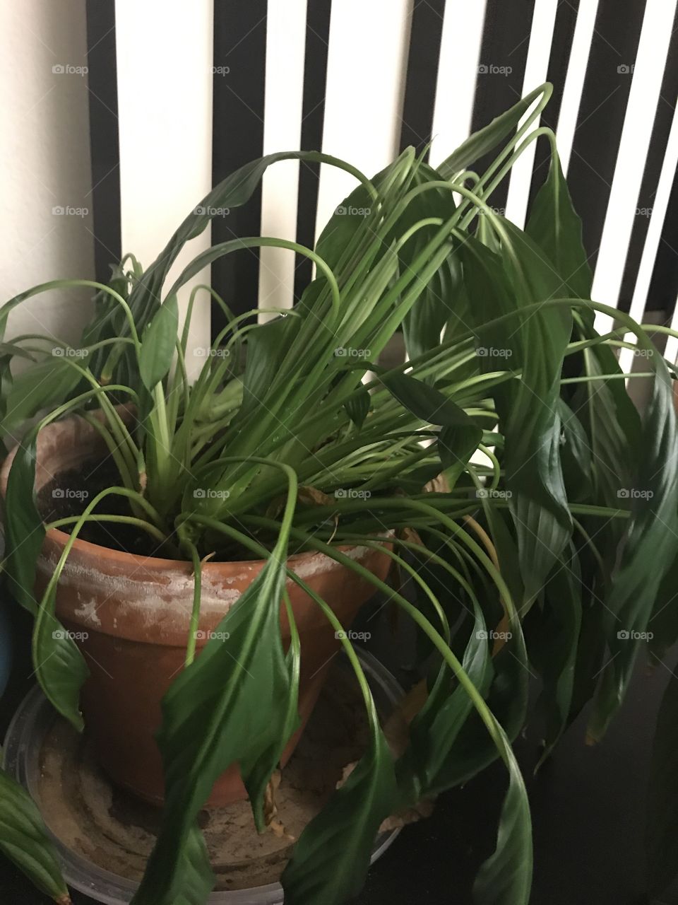 Dehydrated indoor green plant