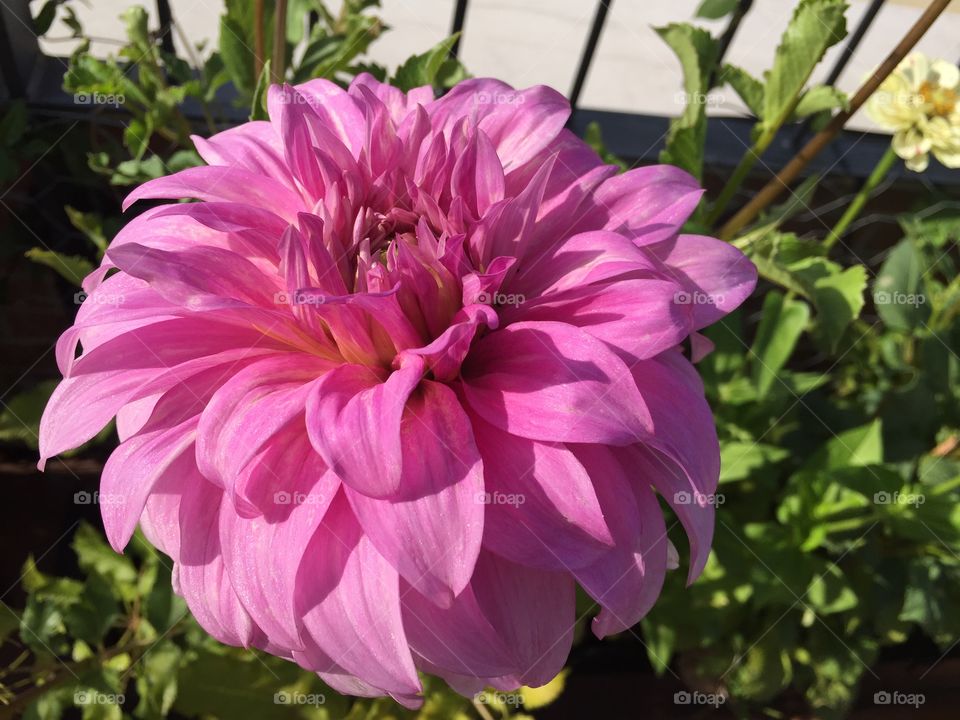 Big dahlia
