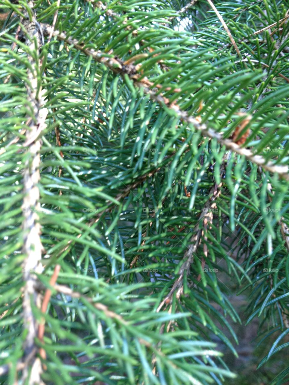 Pine tree branches with needles.