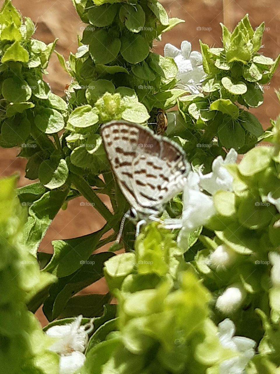 beautiful butterfly